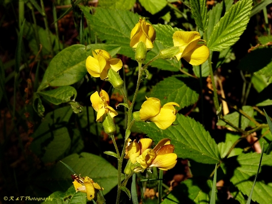 {Thermopsis mollis}